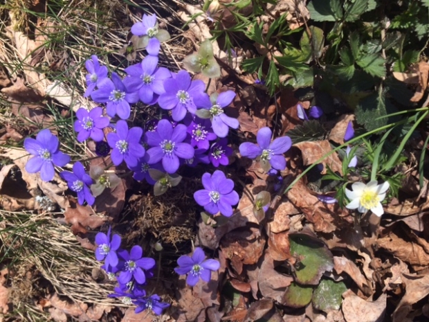 Blå blåveis 29.4.18 Veierland Blå blåveis 29.4.18 Veierland