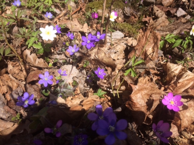 Blå.Kvit.Rosa blanding 29.4.18 Veierland Blå.Kvit.Rosa blanding 29.4.18 Veierland