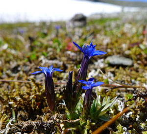 Fjellbakkesøte-web